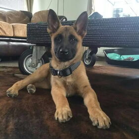 Jazz als kleine pup