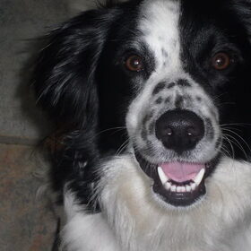 Hondenfoto van Angelique; Bruno, Charlie & Fenna  