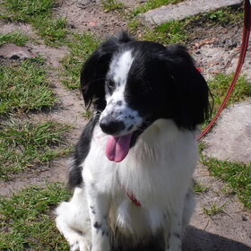 Hondenfoto van Angelique; Bruno, Charlie & Fenna  