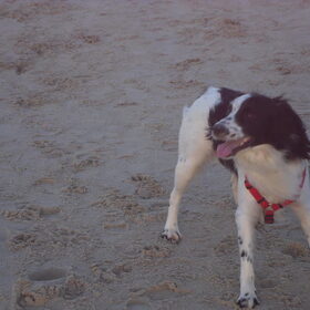 Hondenfoto van Angelique; Bruno, Charlie & Fenna  