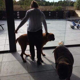 Hondenfoto van Sigrid, Sandy, Diva & Nala