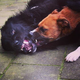 Hondenfoto van Anouk & Balou<3