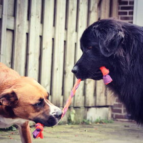 Hondenfoto van Anouk & Balou<3