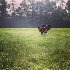 Hondenfoto van Anouk & Balou<3