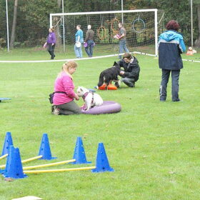 Hondenfoto van Sandra, Mecx en Fenne.