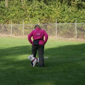Hondenfoto van Sandra, Mecx en Fenne.