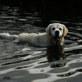 Hondenfoto van Angelique; Bruno, Charlie & Fenna  