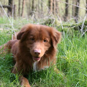 Hondenfoto van Ida 