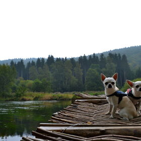 Hondenfoto van ~Saartje & de chihuahua roedel ~