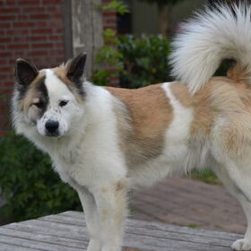Hondenfoto van Mascha 