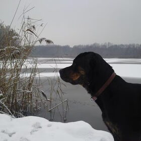 In de sneeuw; Joy