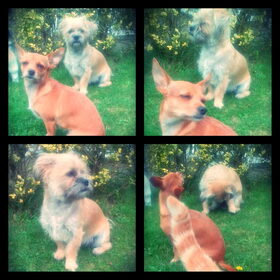 Hondenfoto van Valerie <3 Mila <3 Max