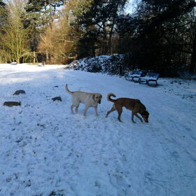 Mila met vriend Sam,Mila snuffelt zich een ongeluk..voor het…