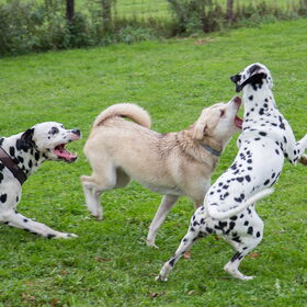 Samen spelen