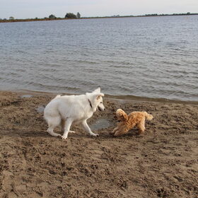 Hondenfoto van Inge, baasje van Gina, Flynn en Wobbe