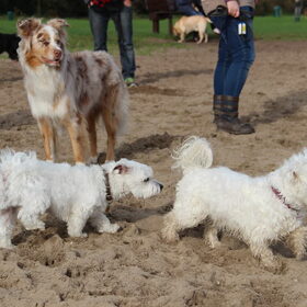 Hondenfoto van Inge, baasje van Gina, Flynn en Wobbe
