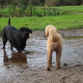 Hondenfoto van Inge, baasje van Gina, Flynn en Wobbe