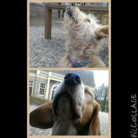 honden bij hondenopvang naarden/oppas in huiselijke kring