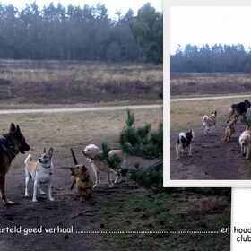 honden bij hondenopvang naarden/oppas in huiselijke kring