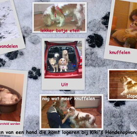 honden bij hondenopvang naarden/oppas in huiselijke kring