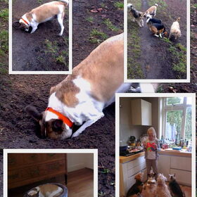 honden bij hondenopvang naarden/oppas in huiselijke kring