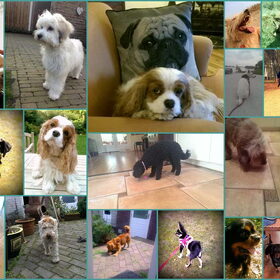 honden bij hondenopvang naarden/oppas in huiselijke kring
