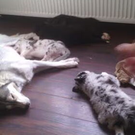 Pups met mama