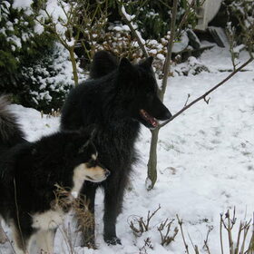lekker sneeuw, spelen in de tuin