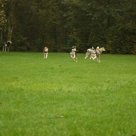Hondenfoto van Tiffani & Pepper 