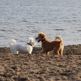 Hondenfoto van Inge, baasje van Gina, Flynn en Wobbe