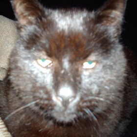 Hier is onze dikke, mooie kat! Aldo en Poema (zo heet onze kat)…