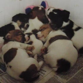 9 april 1998: 5 puppies geboren. 3 broertjes: Joep, Joris en…