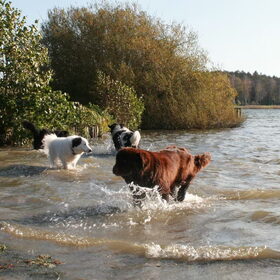 Hondenfoto van Fons & Isha