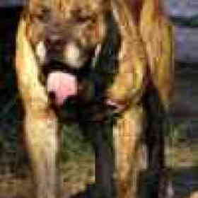 dogo canario max validus