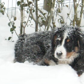 Hondenfoto van Lisa & doggs