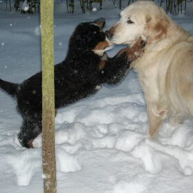 Hondenfoto van Lisa & doggs