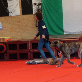 De laatste ronde, wie gaat beste baby pup worden, Murphy of het…