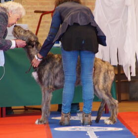 lijkt of Murphy kusje aan keurmeester wilt geven