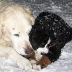 Hondenfoto van Lisa & doggs
