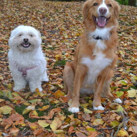 Hondenfoto van Sigrid, Sandy, Diva & Nala
