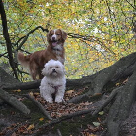 Hondenfoto van Sigrid, Sandy, Diva & Nala