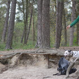Hondenfoto van Angie, Jolie †, Sooki en Pipa Skye