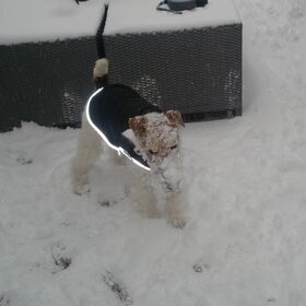 Waar is Morris gebleven??