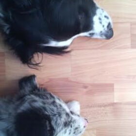Bruno & Charlie