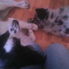 Bruno & Charlie