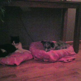 Toos & Charlie