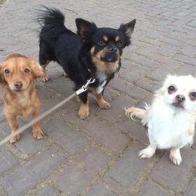 Hondenfoto van Dreamteam