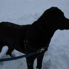 Hondenfoto van XiBa met Prince
