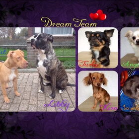 Hondenfoto van Dreamteam