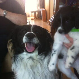 Hondenfoto van Michelle & Bentley